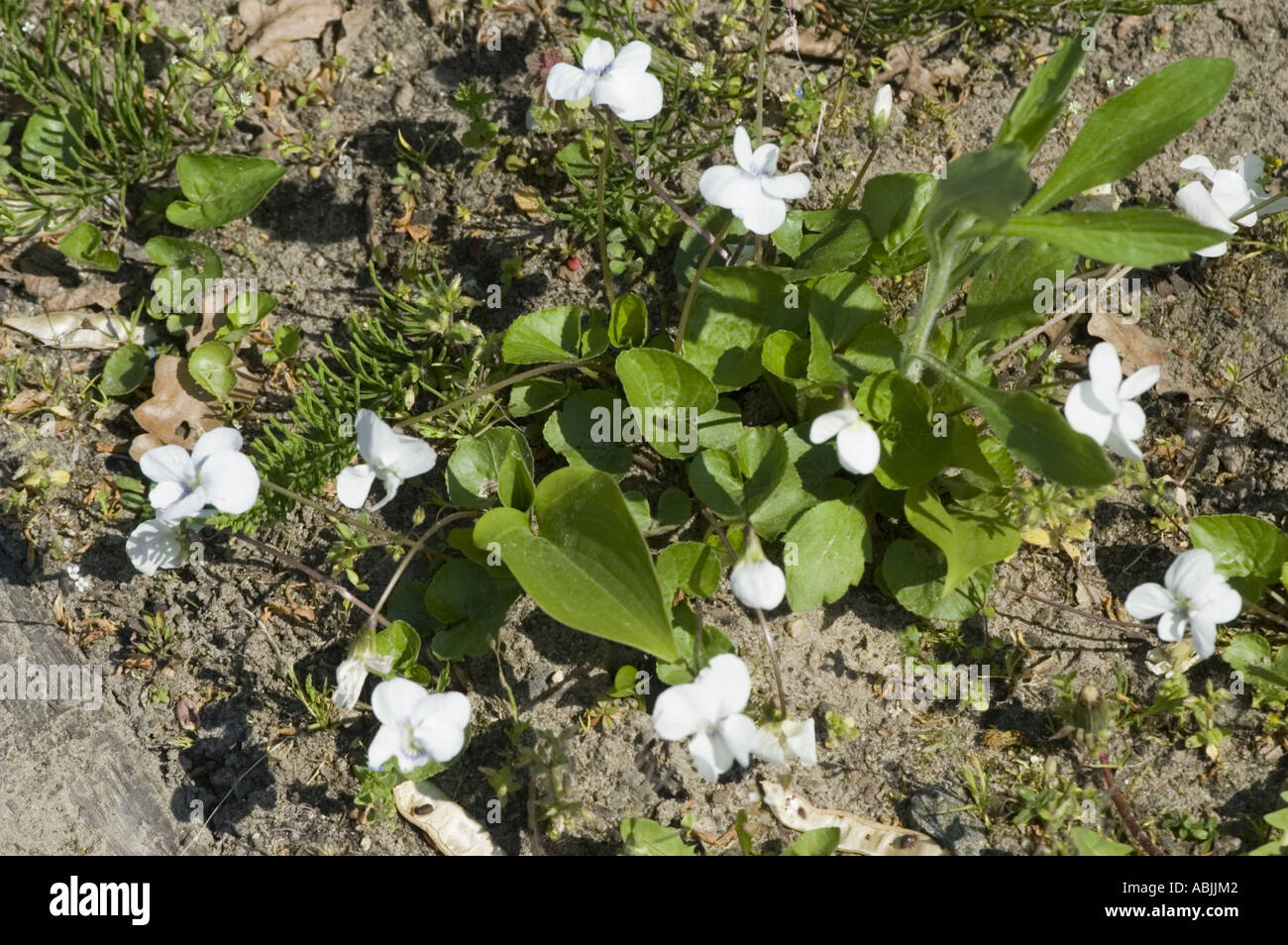 Weißen Blüten des nördlichen blau violett Violaceae Viola Septentrionalis Alba Stockfoto