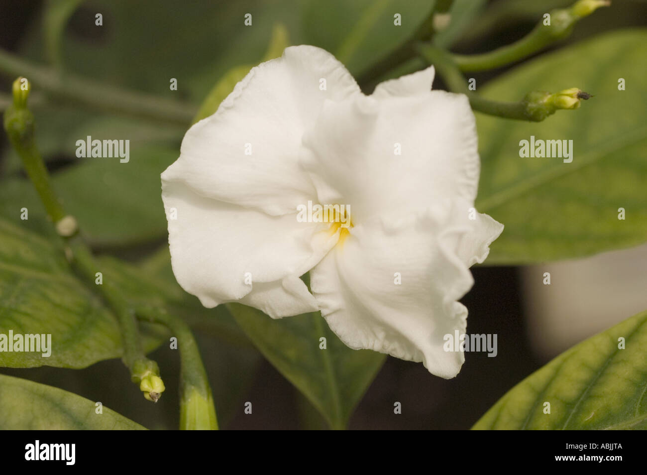 Nahaufnahme einer weißen Crepe Jasmin (Tabernaemontana divaricata) Blüte aus der Familie der Apocynaceae, die in Indien blüht. Stockfoto