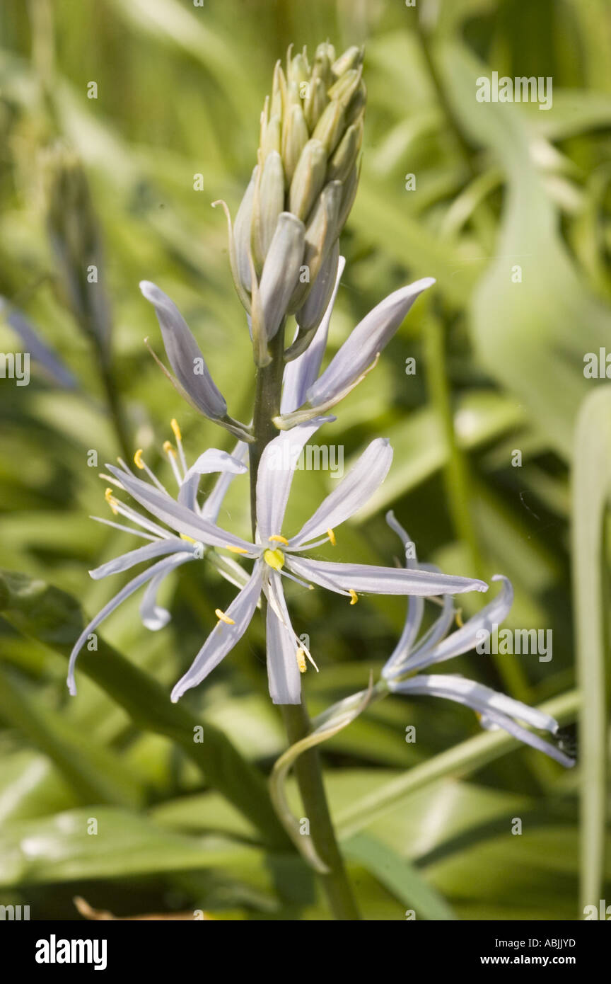 Liliaceae Camassia cusickii, Cusick's camas, blüht in Oregon, USA. Nahaufnahme von blassblauen Blüten und Knospen auf einer natürlichen grünen Wiese. Stockfoto