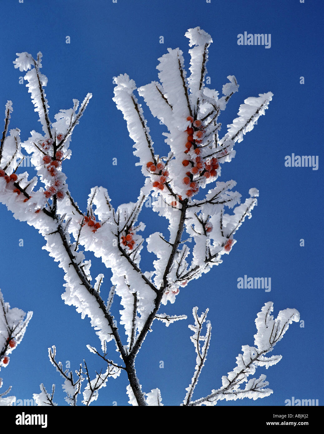 CH - ENGADIN: Winterliche Baum Detail Stockfoto