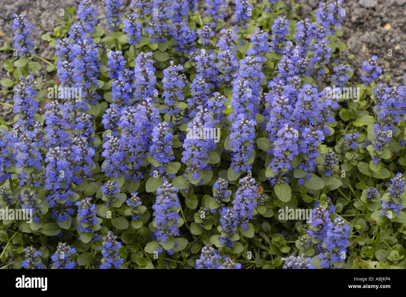 Viele kleine blau-violetten Blüten des Bugle Labiatae Ajuga Reptans Europa Stockfoto