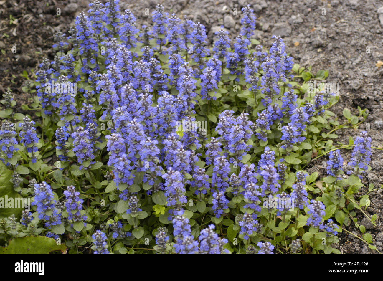 Viele kleine blau-violetten Blüten des Bugle Labiatae Ajuga Reptans Europa Stockfoto