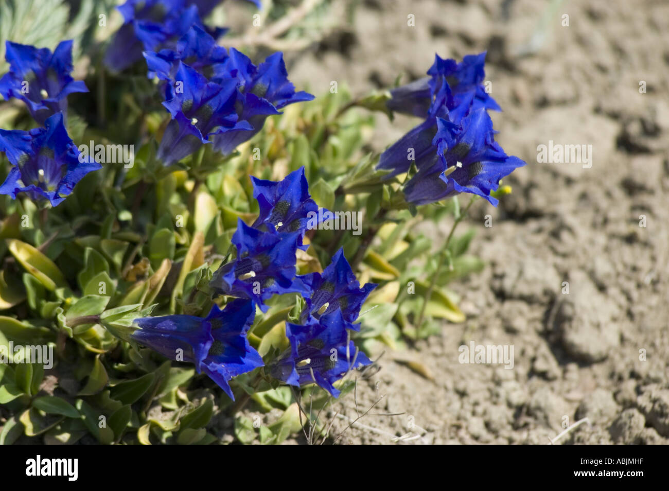 Tiefblaue violetten Blüten der stengellose Enzian Gentianaceae Gentiana acaulis Stockfoto