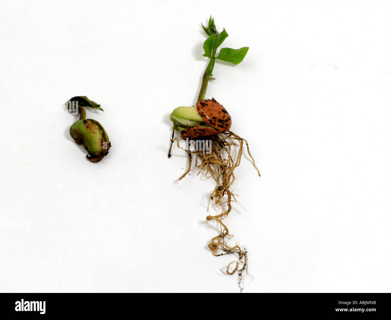 Bean Pflanze wächst Stockfoto