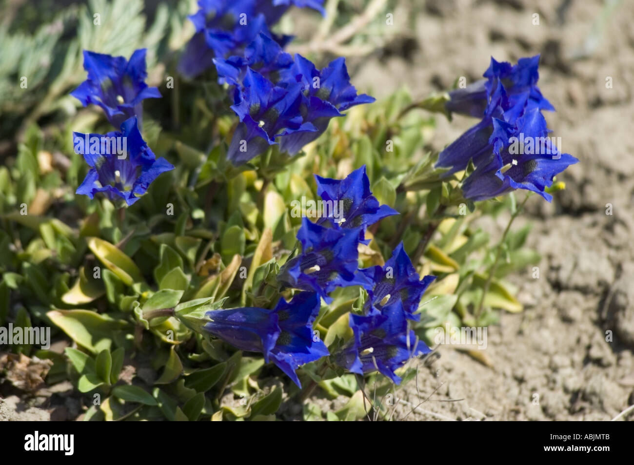 Tiefblaue violetten Blüten der stengellose Enzian Gentianaceae Gentiana acaulis Stockfoto