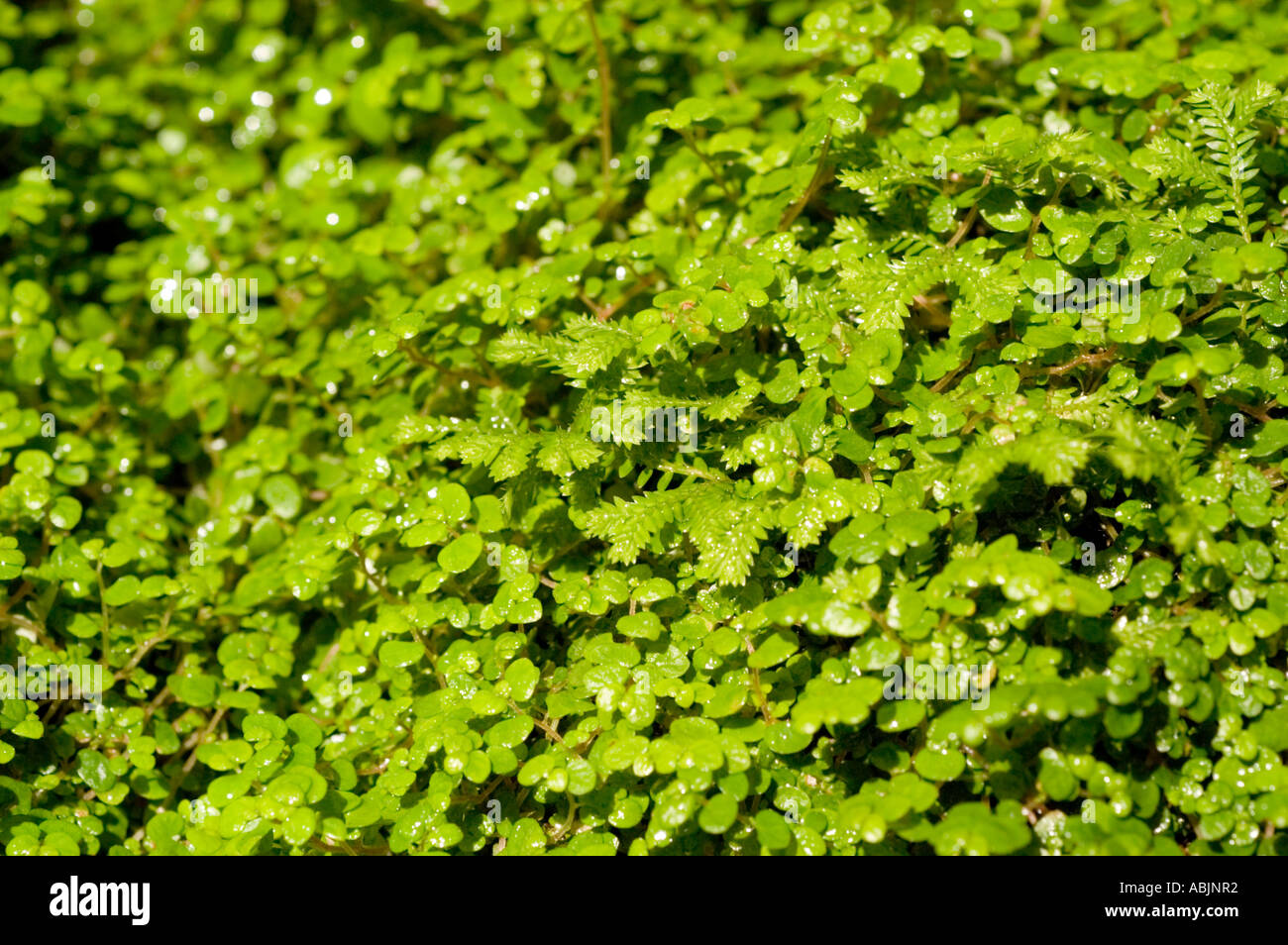 Begrünung Teppich tropischen immergrünen Pflanze Aspleniaceae Aplenium Nidus Stockfoto