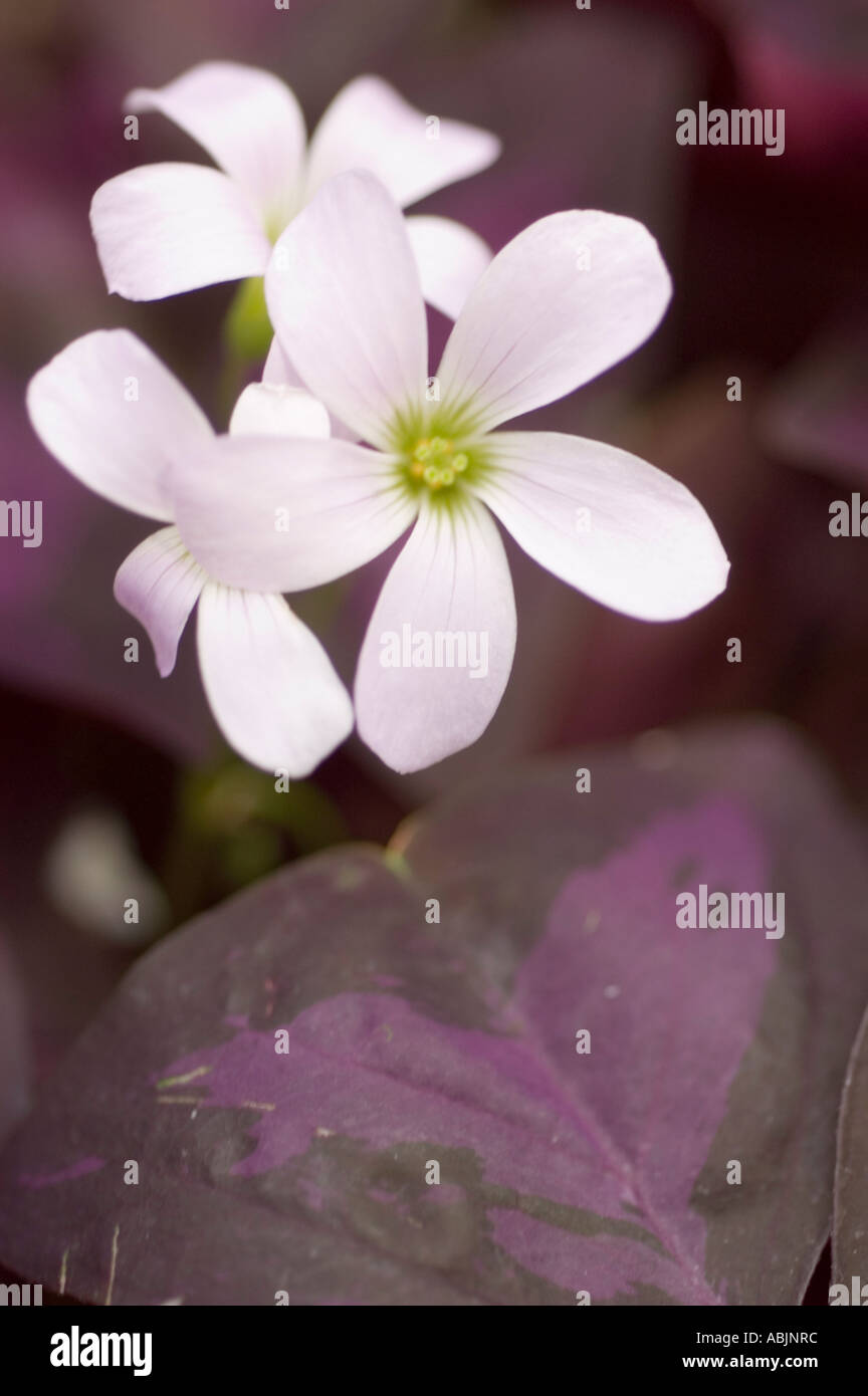 Weiße Blume und lila Blätter lila Kleeblatt oder Crimson Iron Cross Oxalis triangularis Stockfoto