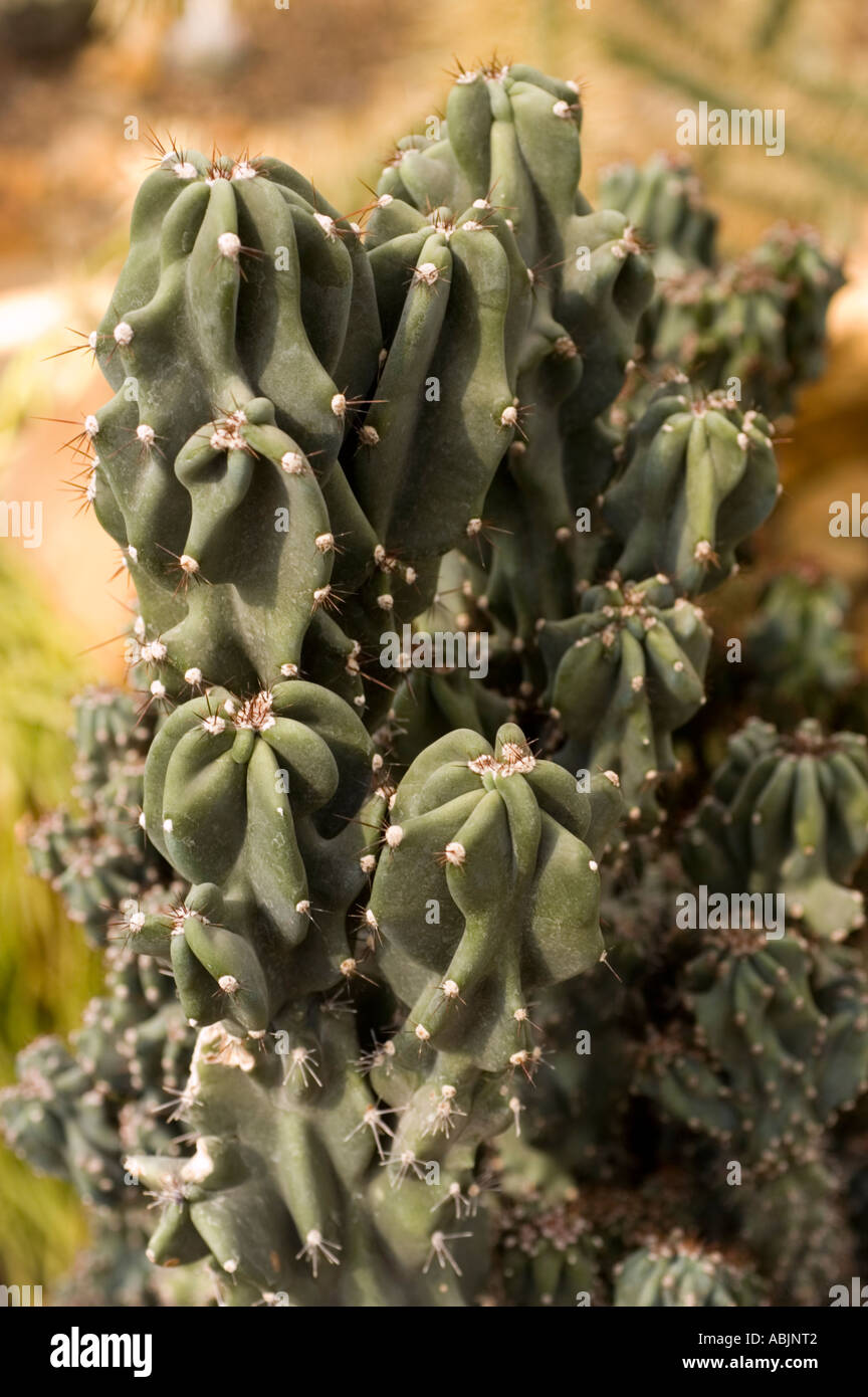 Cactaceae peruanischen Apple Apple Kaktus Spalte Kaktus oder Cereus Peruvianus Monstruosa Nana Stockfoto