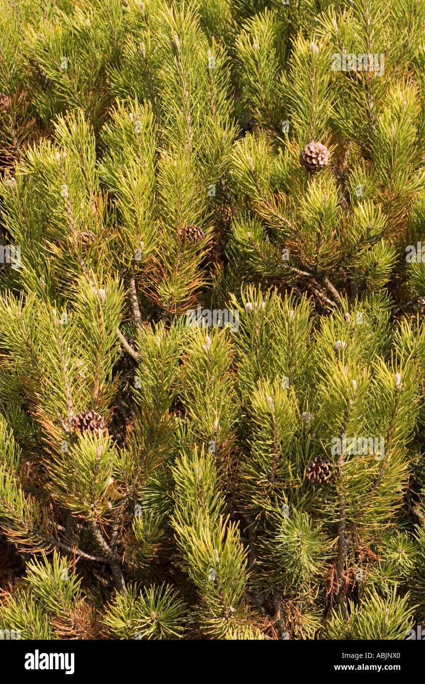 Nahaufnahme der Schweizer Bergkiefer Mugo Pinaceae Pinus Mugo mit grünen Nadeln und kleinen braunen Kegeln bei natürlichem Sonnenlicht. Stockfoto