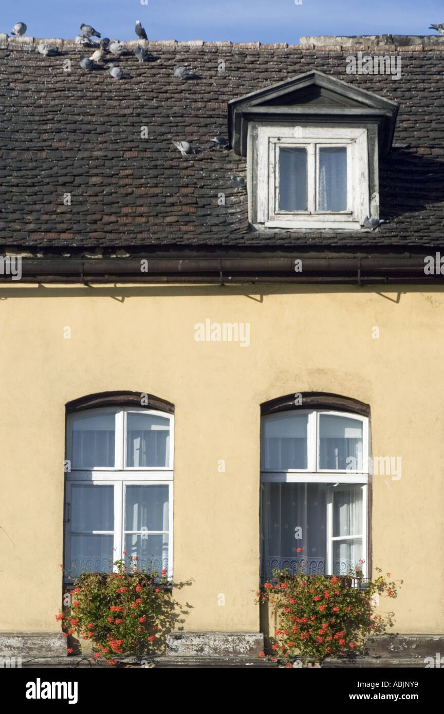 Die Fenster sind mit Blumen dekoriert und das gekachelte Dach mit blauem Himmel in Grodzisk Wlkp, Polen. Tauben sitzen auf einem dunklen Schindeldach über gelben Wänden. Stockfoto
