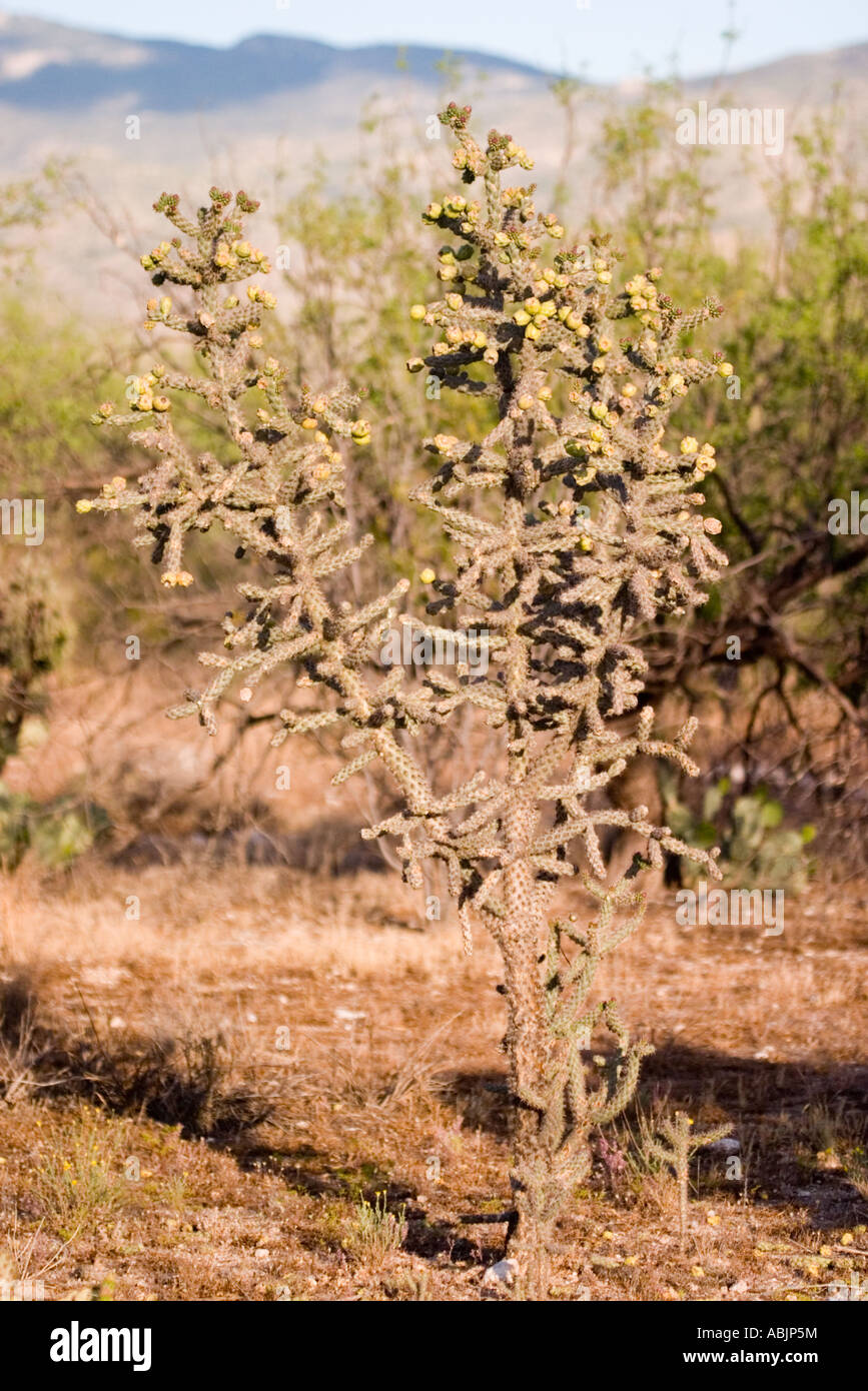 Cane Cholla Cylindropuntia Spinosior Tucson Pima County Arizona USA 25 April Vollpflanzen Cactaceae Stockfoto