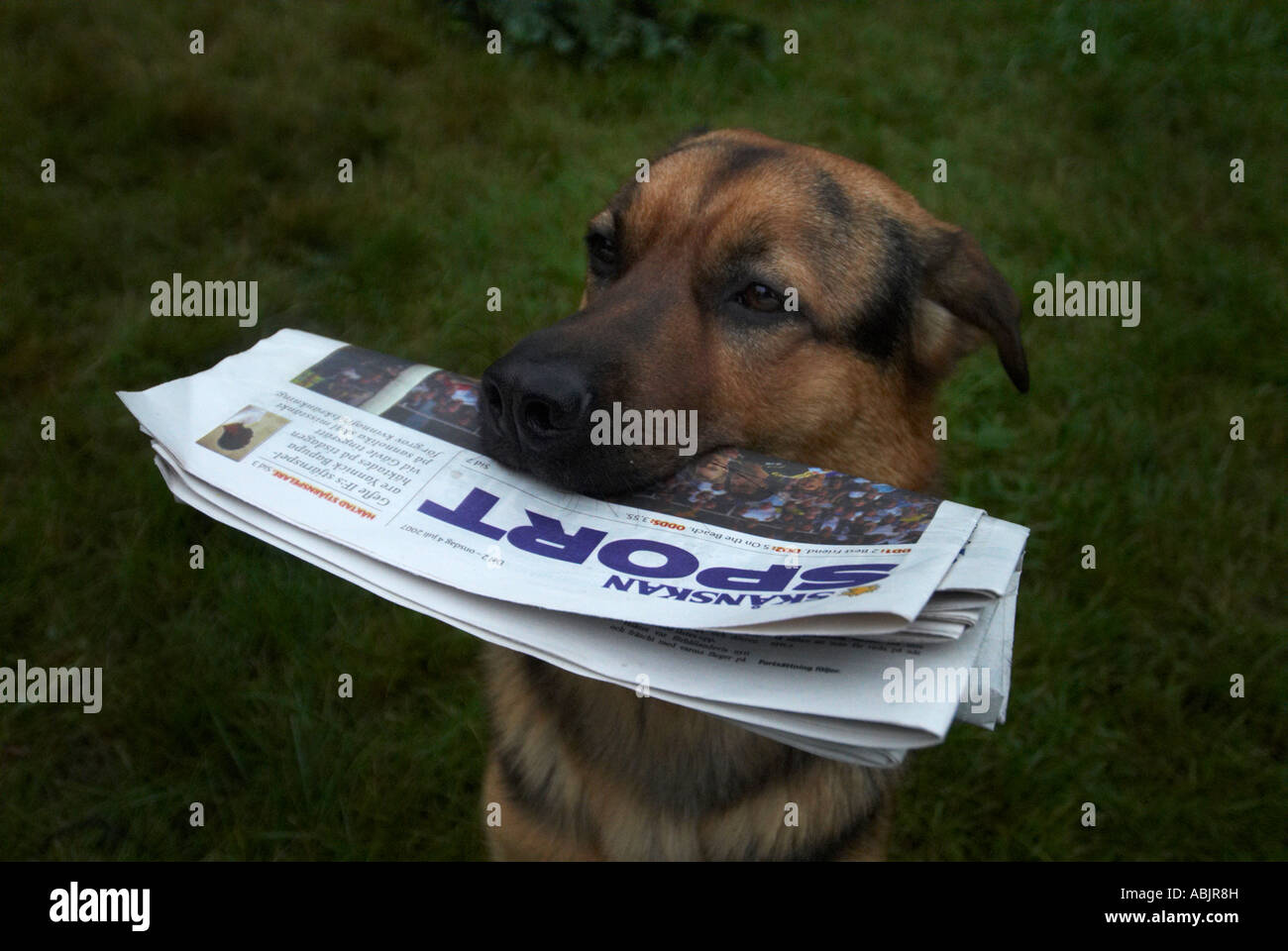 Hund Hämtar tidning Stockfoto