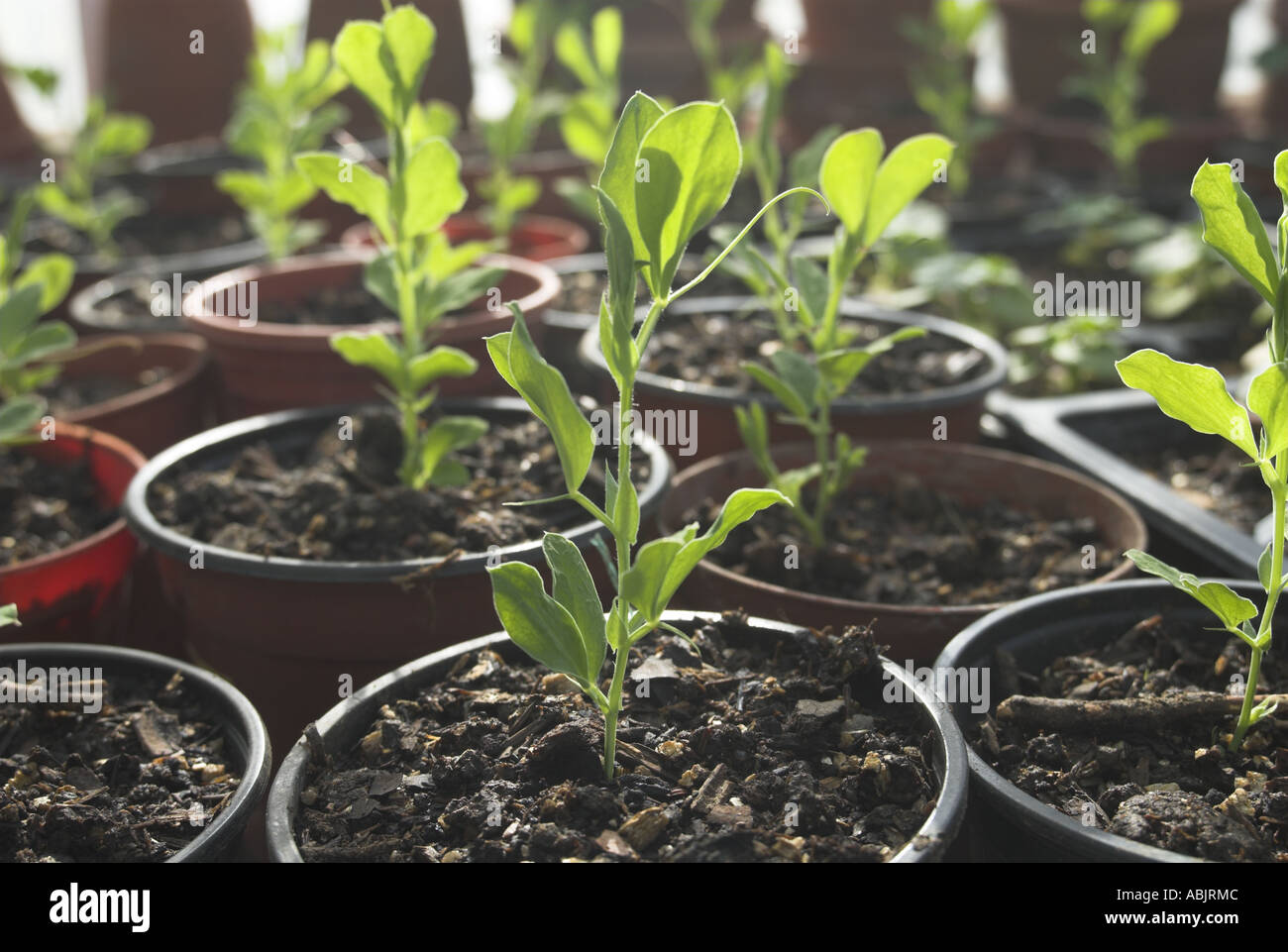 Young Sweet Pea Pflanzen Hintergrundbeleuchtung auf Gewächshaus Inszenierung April Norfolk Stockfoto