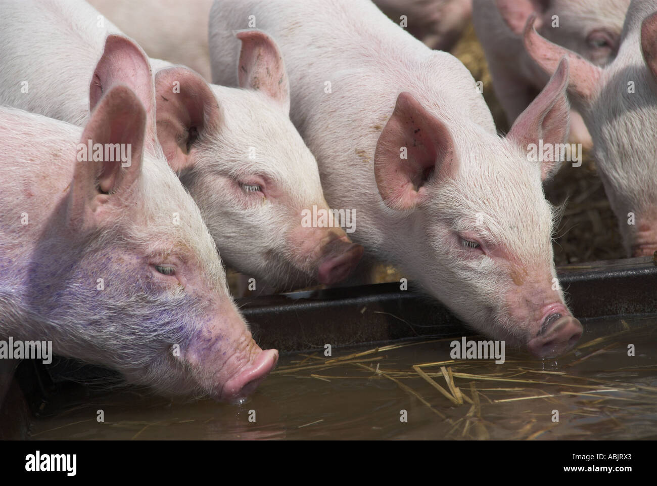 Ferkelproduktion Schweine am Wassertrog in kleine Schweinezucht Einheit Norfolk UK Stockfoto