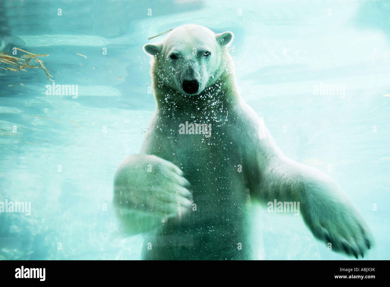 Ein Eisbär, Schwimmen, Unterwasser-Blick in die Kamera Stockfoto