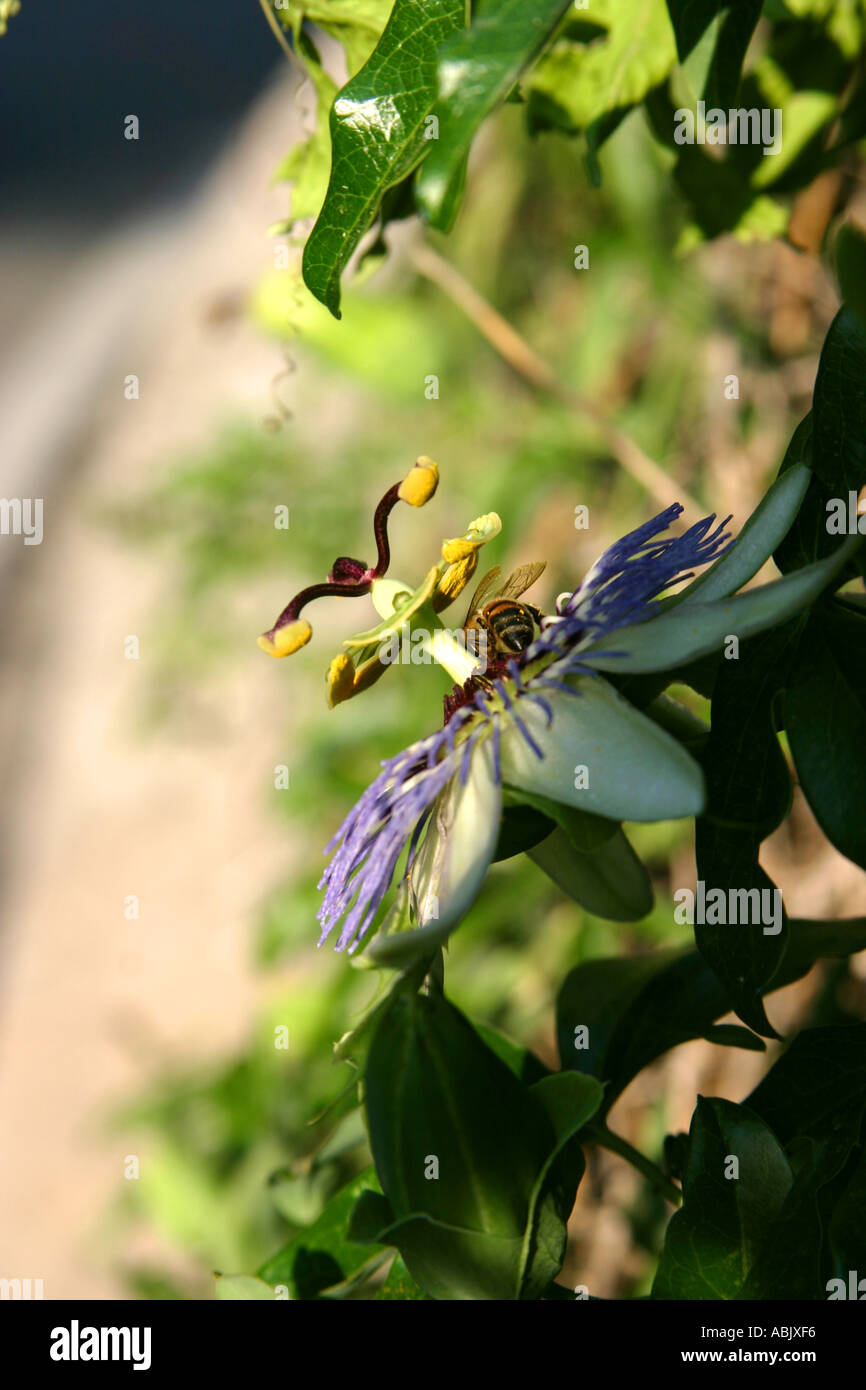 Granadilla Passionsfrucht Blume mit Biene Positano Italien Stockfoto