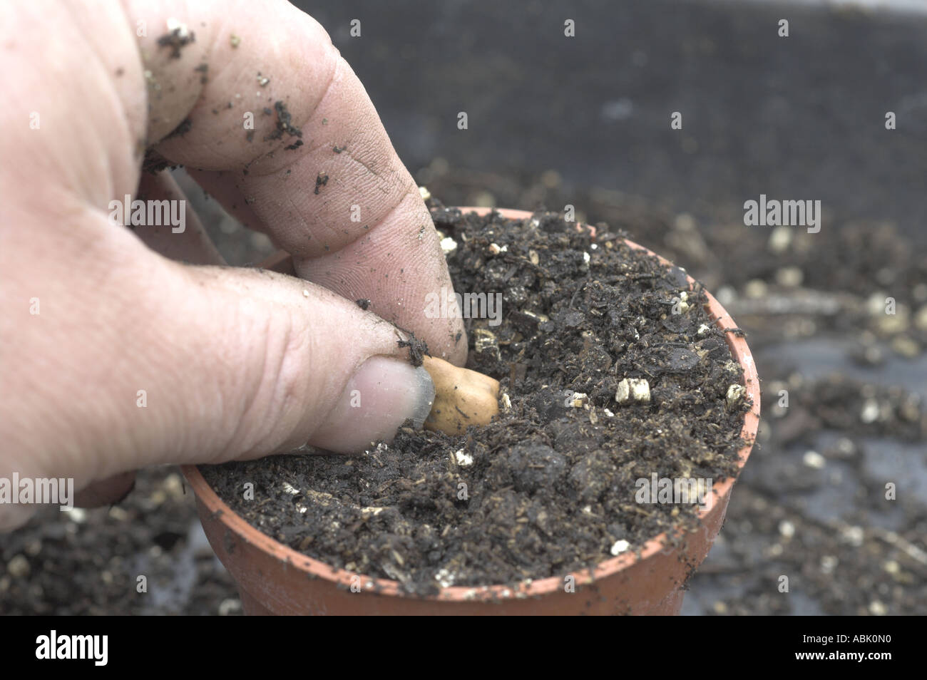 Gärtner, die Saubohne Saatgut in Topf Frühling Norfolk April UK Stockfoto