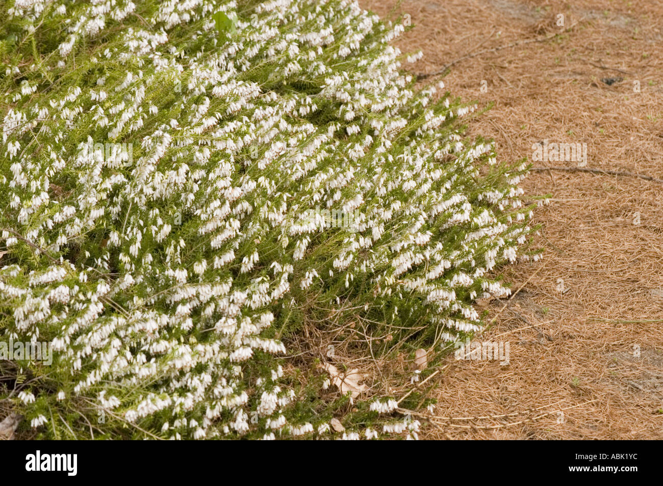 Frühling weißes Heidekraut Ericaecae Erica Carnea Alba Stockfoto