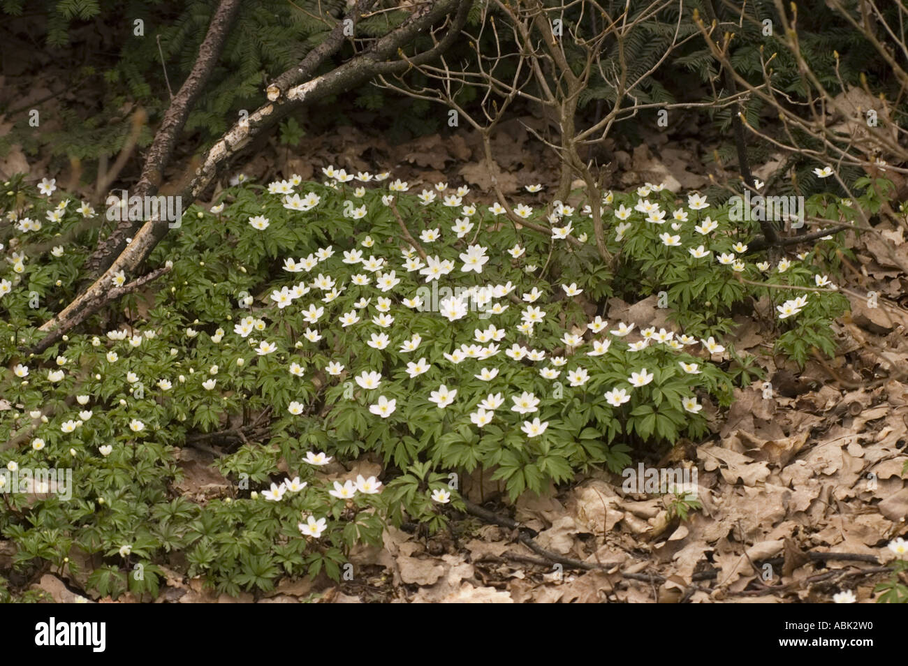 Weiße Blüten der Waldanemonen Ranunculaceae Anemone nemorosa blüht im frühen Frühjahr auf einem Waldboden mit trockenen Herbstblättern. Stockfoto