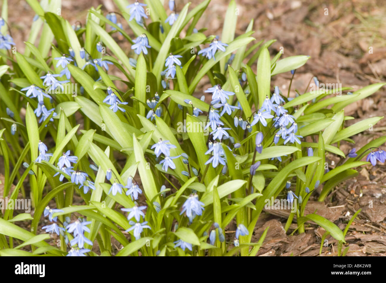 Blaue Blumen der Sibirische Blaustern Liliaceae Scilla Sibirica Ukraine Russland Georgia Iran Stockfoto