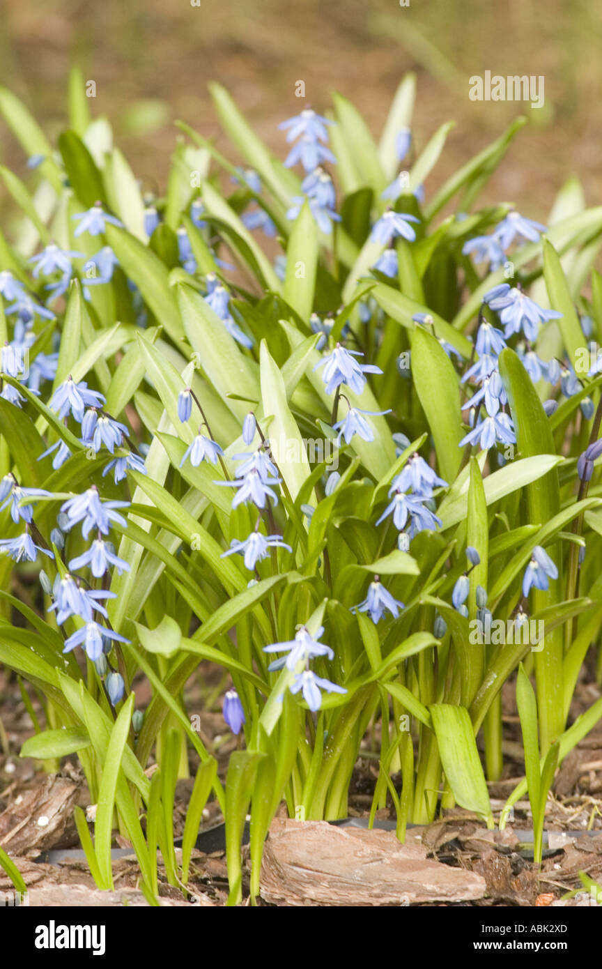 Blaue Blumen der Sibirische Blaustern Liliaceae Scilla Sibirica Ukraine Russland Georgia Iran Stockfoto