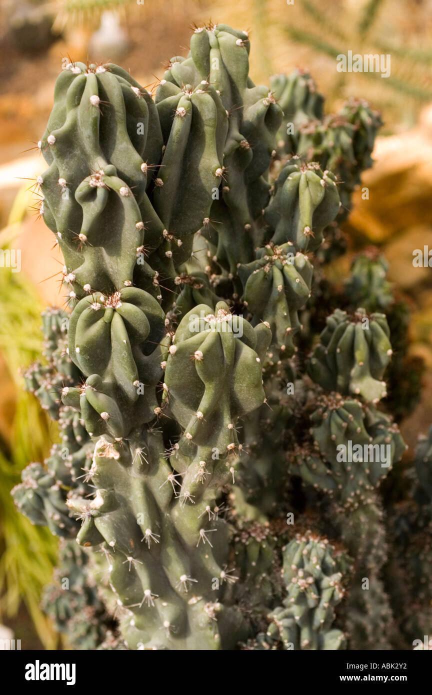 Cactaceae peruanischen Apple Apple Kaktus Spalte Kaktus oder Cereus Peruvianus Monstruosa Nana Stockfoto