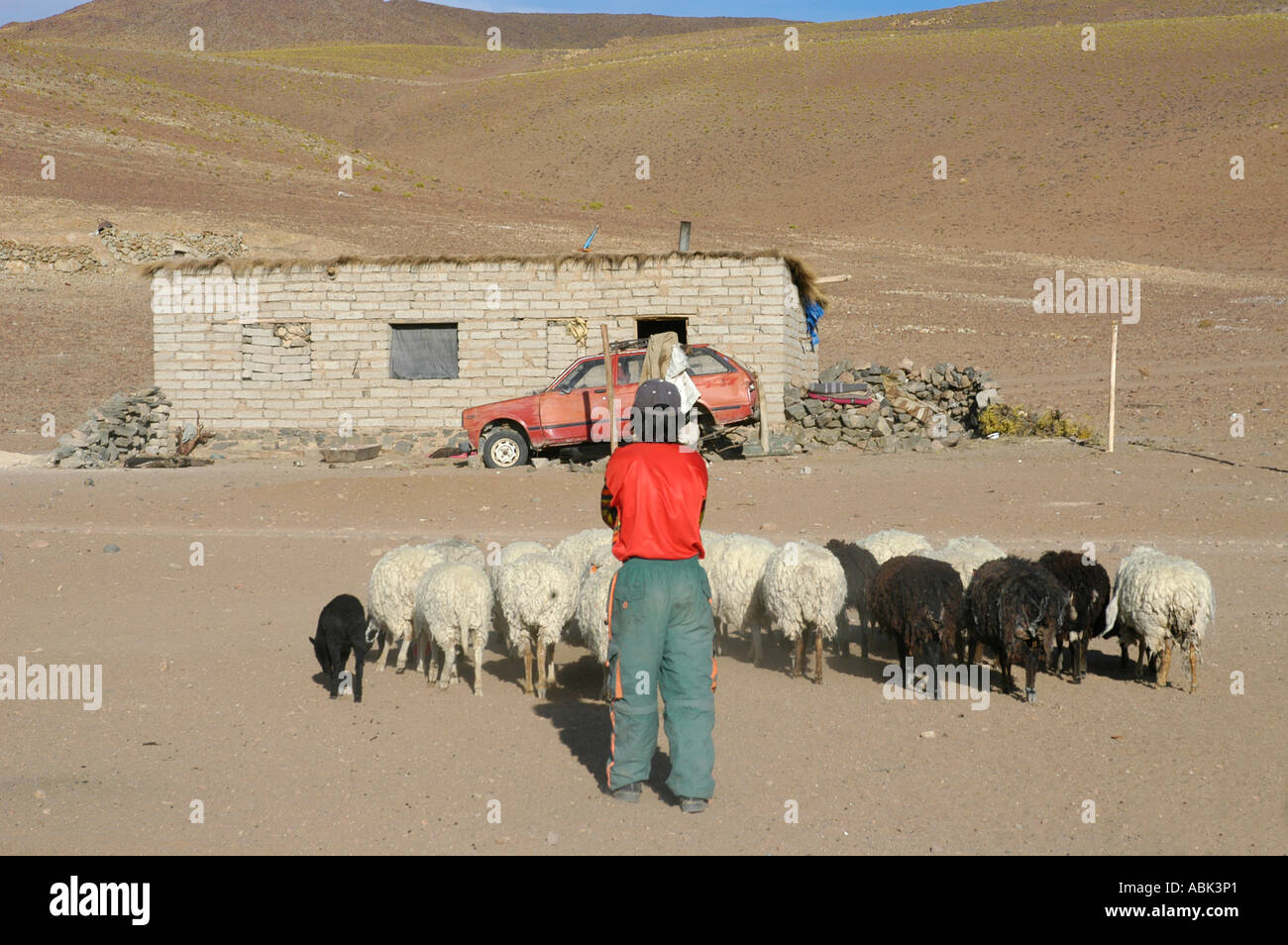 Bolivien Mann mit seinen Schafen auf seinem Weg den Hügel hinauf für indem Sie über die Maigre Boden Weiden Stockfoto