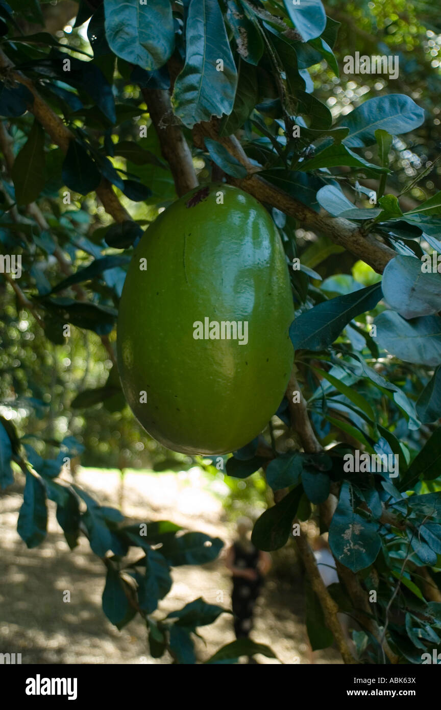 Calabash Obst (Crescentia Cujete), Lawaetz Familienmuseum, St. Croix, Amerikanische Jungferninseln Stockfoto