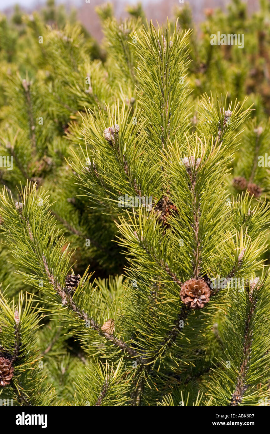 Nahaufnahme der Zirbe (Pinus cembra), auch bekannt als Alpenkiefer, sibirische Zirbe oder Limba, mit grünen Nadeln und kleinen Tannenzapfen. Stockfoto