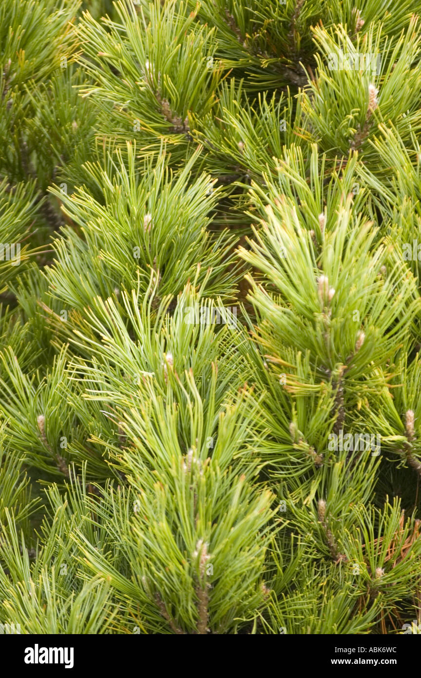 Nahaufnahme von grünen Nadeln auf einer Zirbe, einer Alpenkiefer, einer sibirischen Zirbe oder einer Limba Pinus cembra. Stockfoto