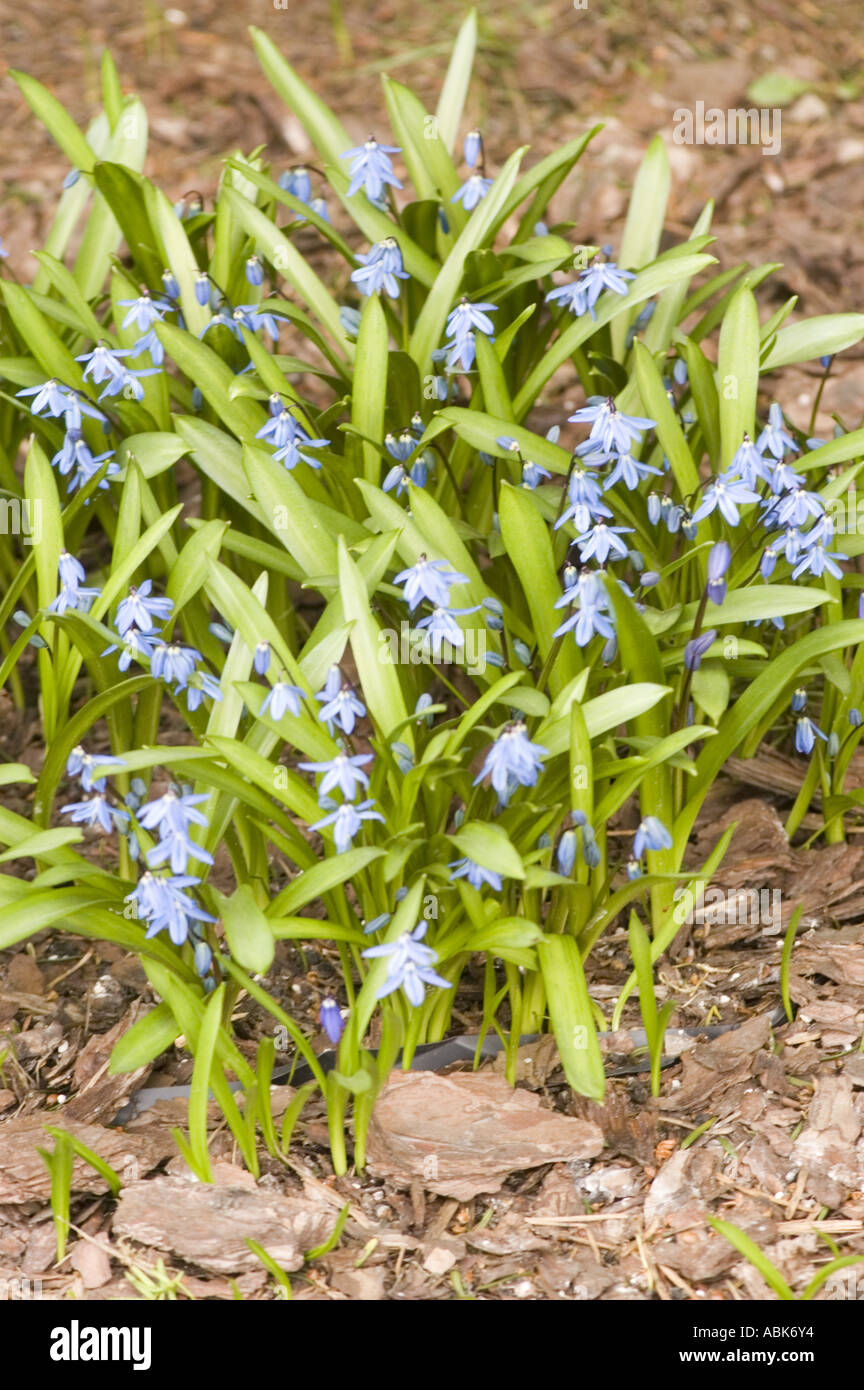 Blaue Blumen der Sibirische Blaustern Liliaceae Scilla Sibirica Ukraine Russland Georgia Iran Stockfoto