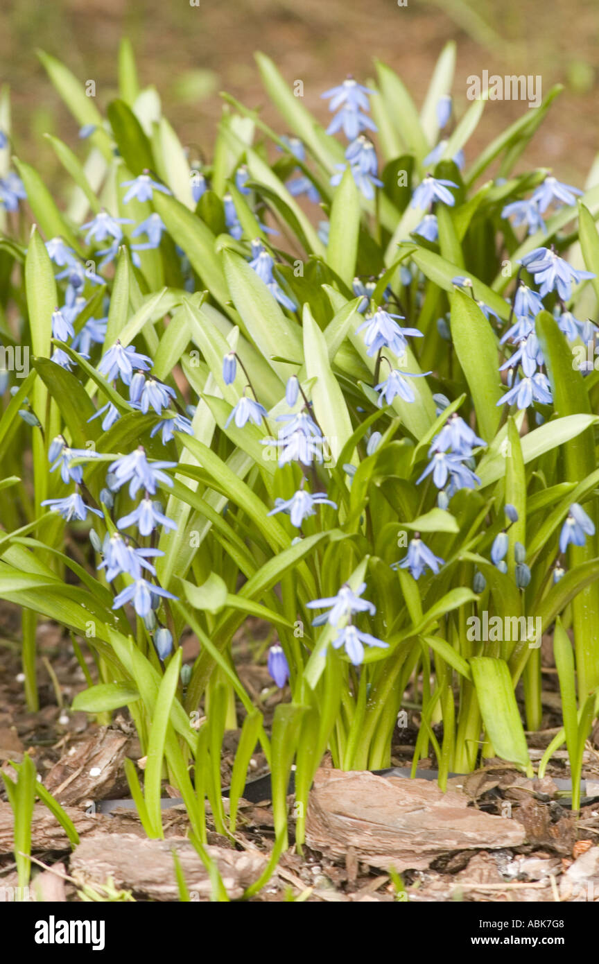 Blaue Blumen der Sibirische Blaustern Liliaceae Scilla Sibirica Ukraine Russland Georgia Iran Stockfoto
