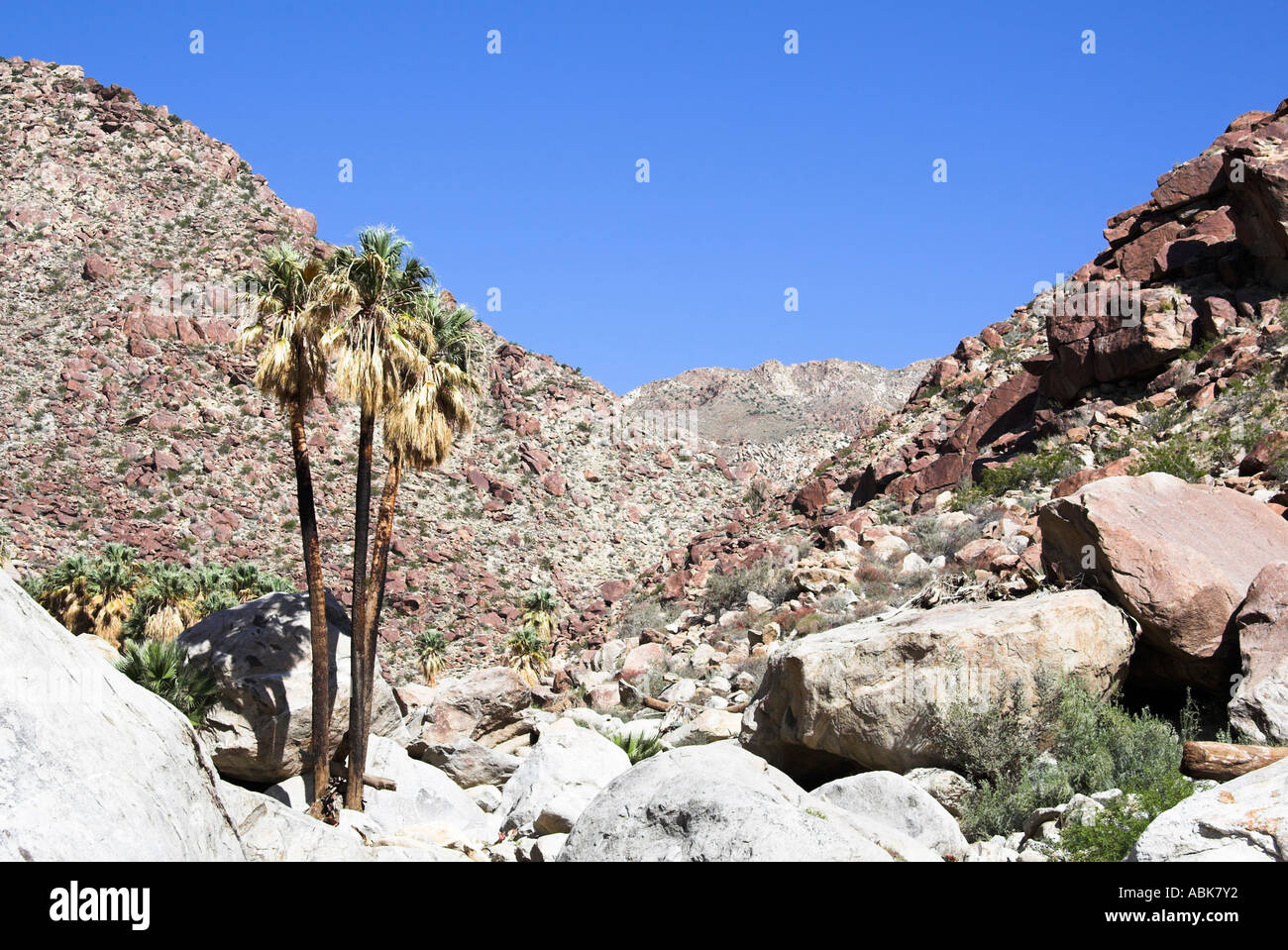 Palm Canyon, Anza-Borrego State Park, Kalifornien, USA Stockfoto