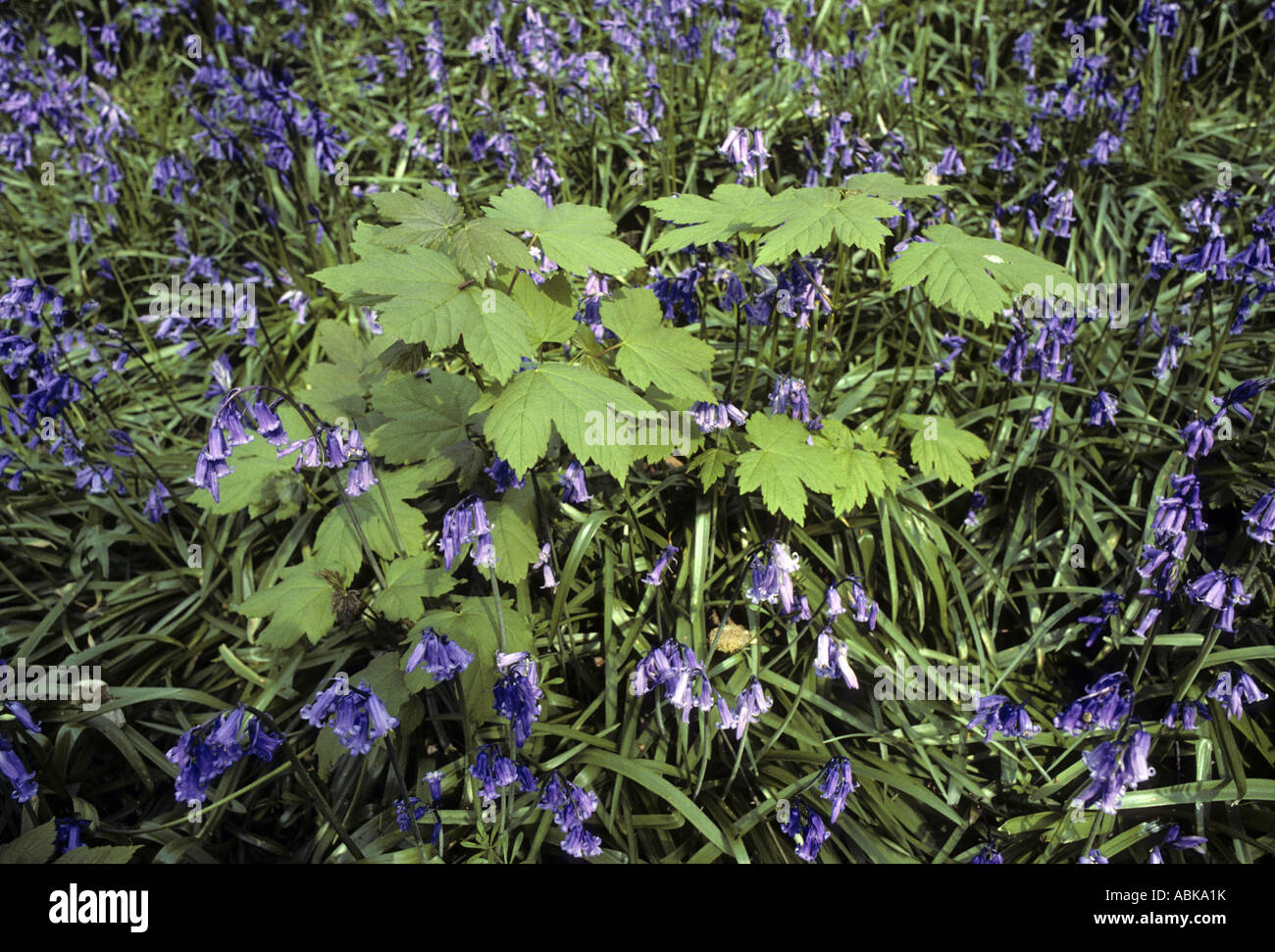 Bergahorn und Glockenblumen Teppich Wald Boden Waresley Holz Cambridgeshire England Stockfoto