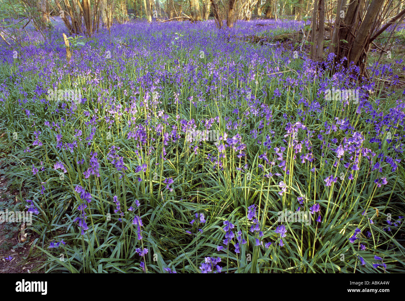 Glockenblumen Hyacinthoides non Scripta Teppich Waldboden Waresley Holz Cambridgeshire England Stockfoto