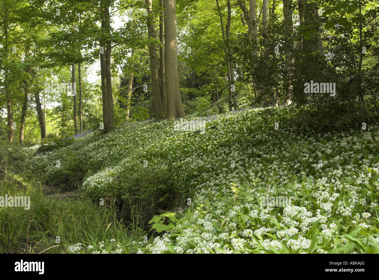 Ein Teppich aus Knoblauchsrauke (Alliaria Petiolata) in einem Wald in West Sussex. Stockfoto