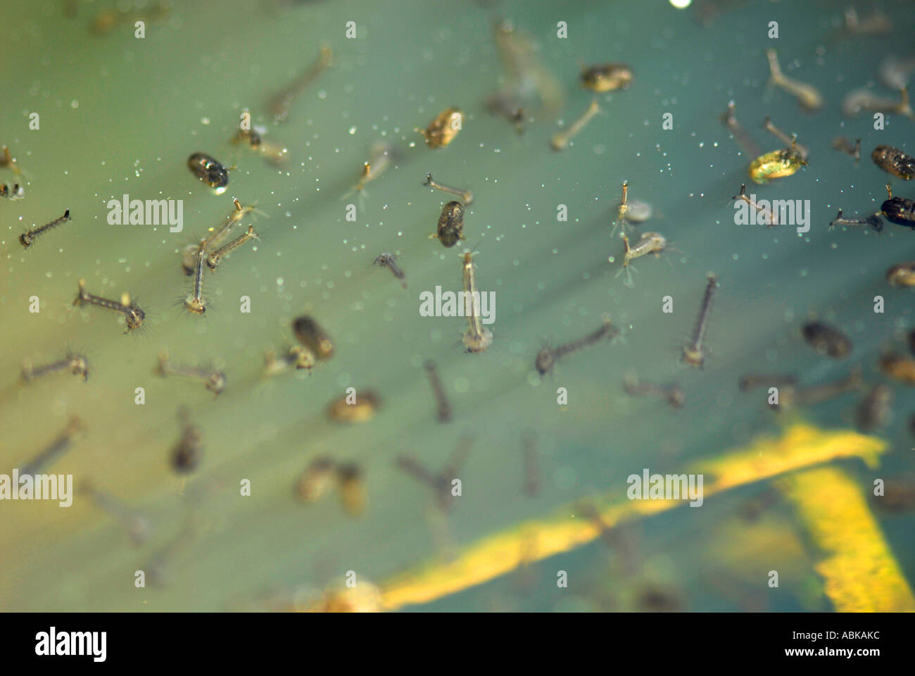 Culex Pipiens Mückenlarven auf Wasseroberfläche in einer Pfütze stagniert Stockfoto