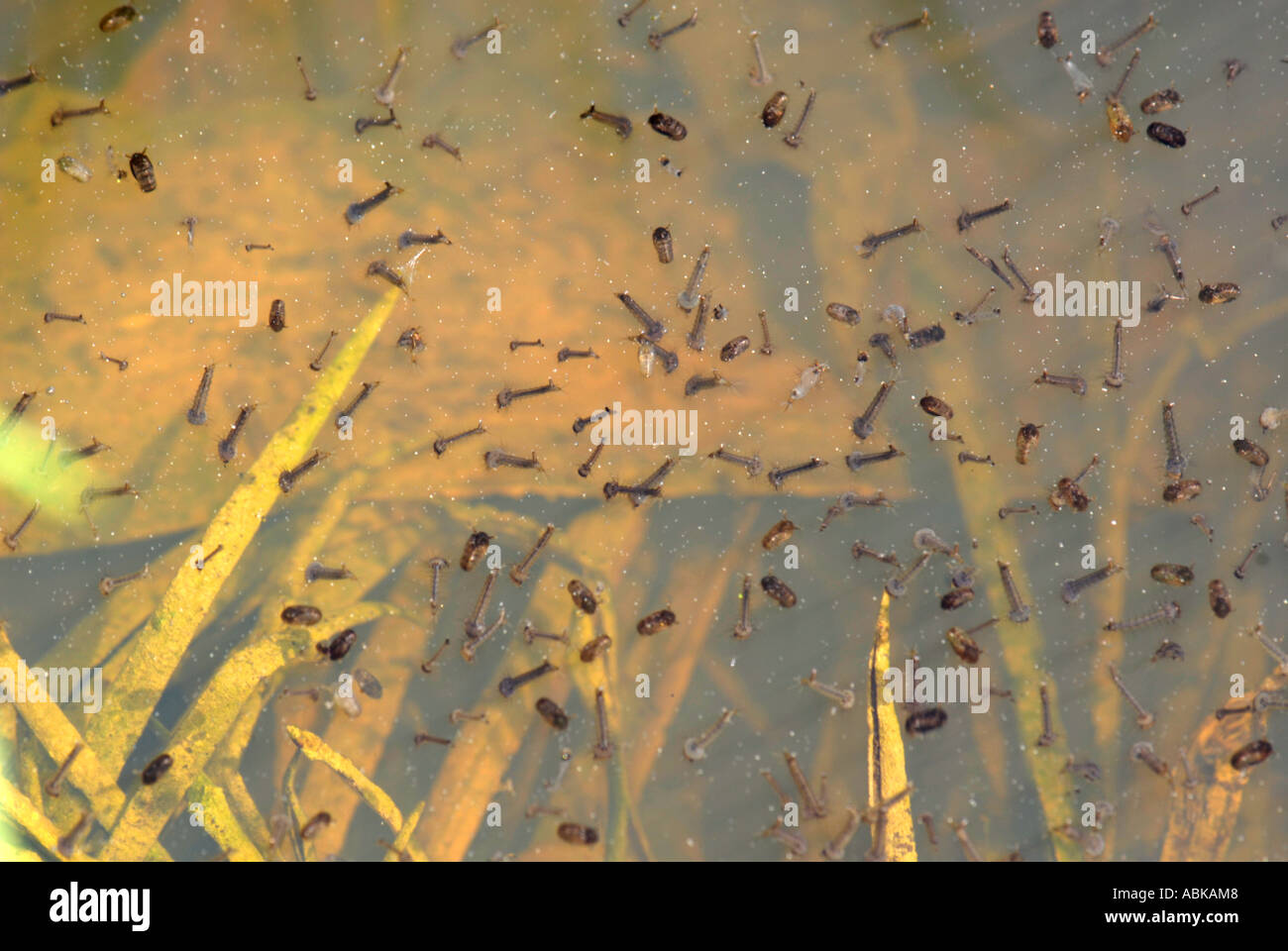 Culex Pipiens Mückenlarven auf Wasseroberfläche in einer Pfütze stagniert Stockfoto