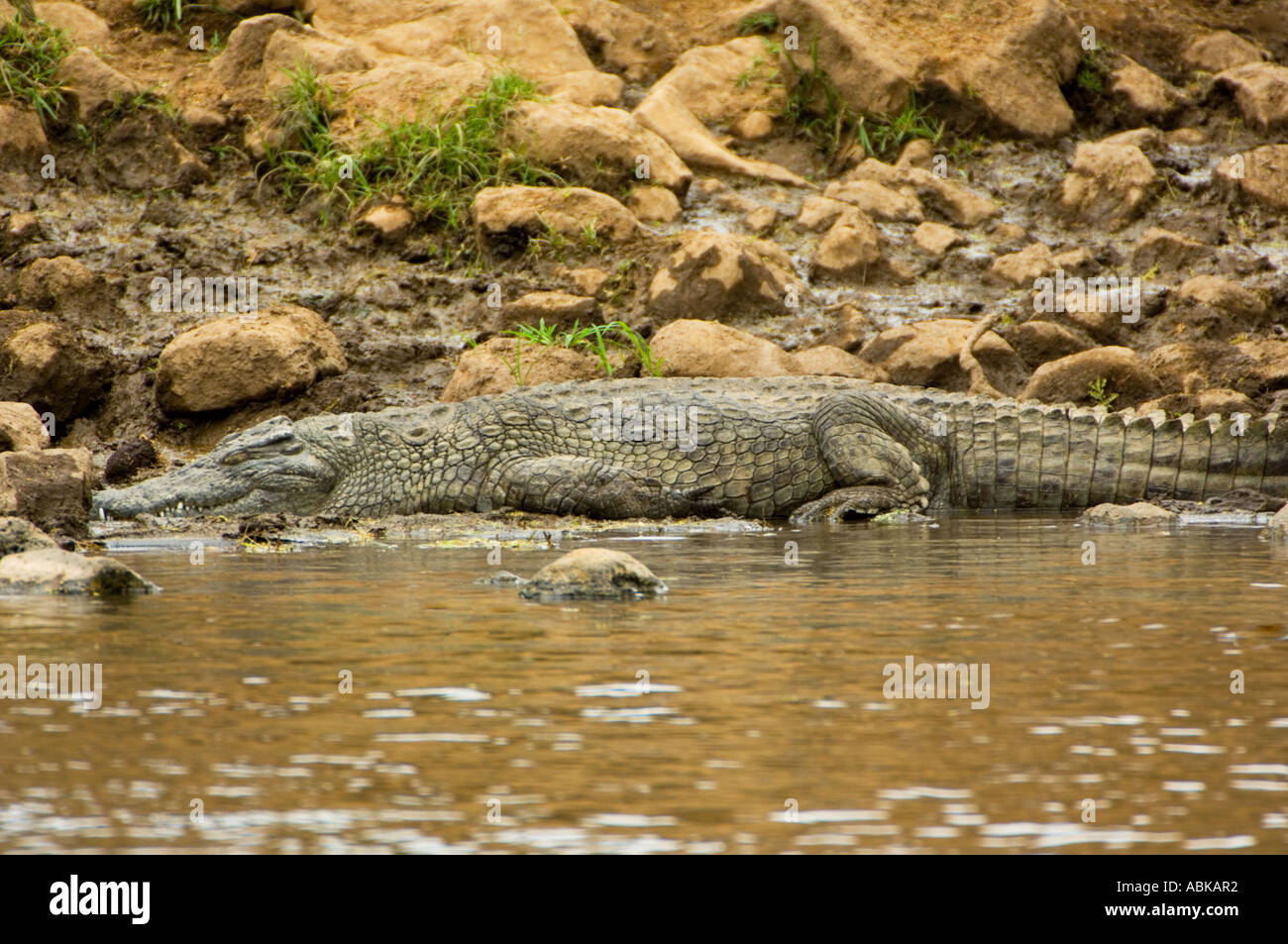 Krokodil auf Bank Ufer am Ufer Flusses Tsavo West Ost-Afrika Nationalpark Kenia MZIMA SPRINGS Stockfoto