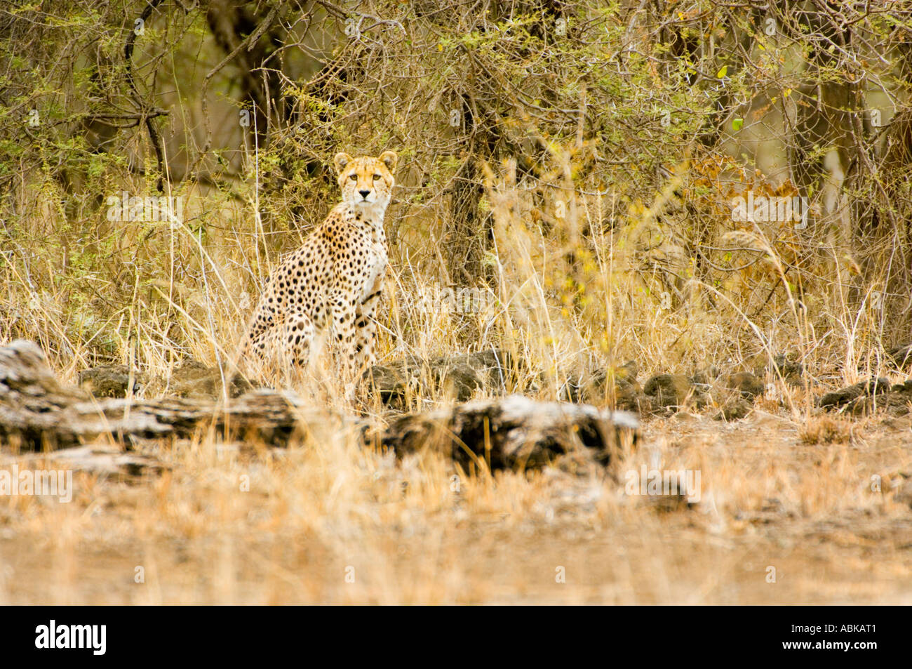 Gepard Cheetah Jagd Jagd-Leopard Leopard stehend in hohen Gräsern und beobachten Sie Ausschau nach Beute Kenia Kenia Tarnung verkleidet Stockfoto