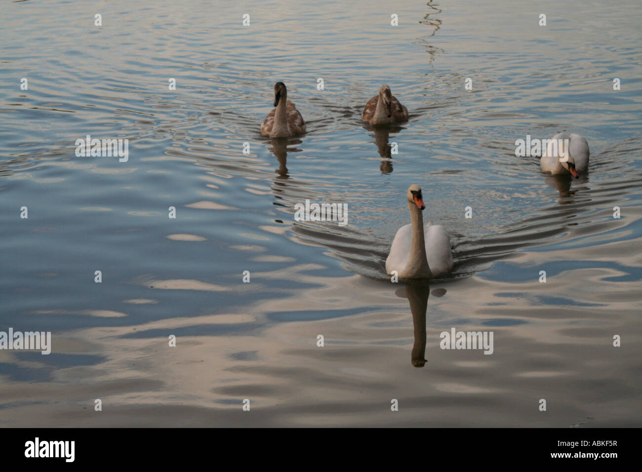 Schwäne schwimmen in Richtung, am Fluß Tolka, Dublin Stockfoto