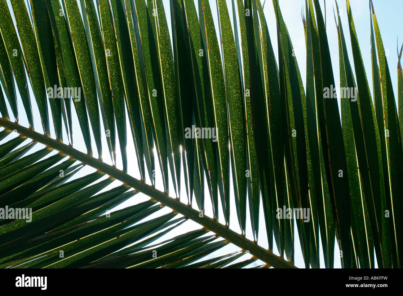Palmenblättern Stockfoto