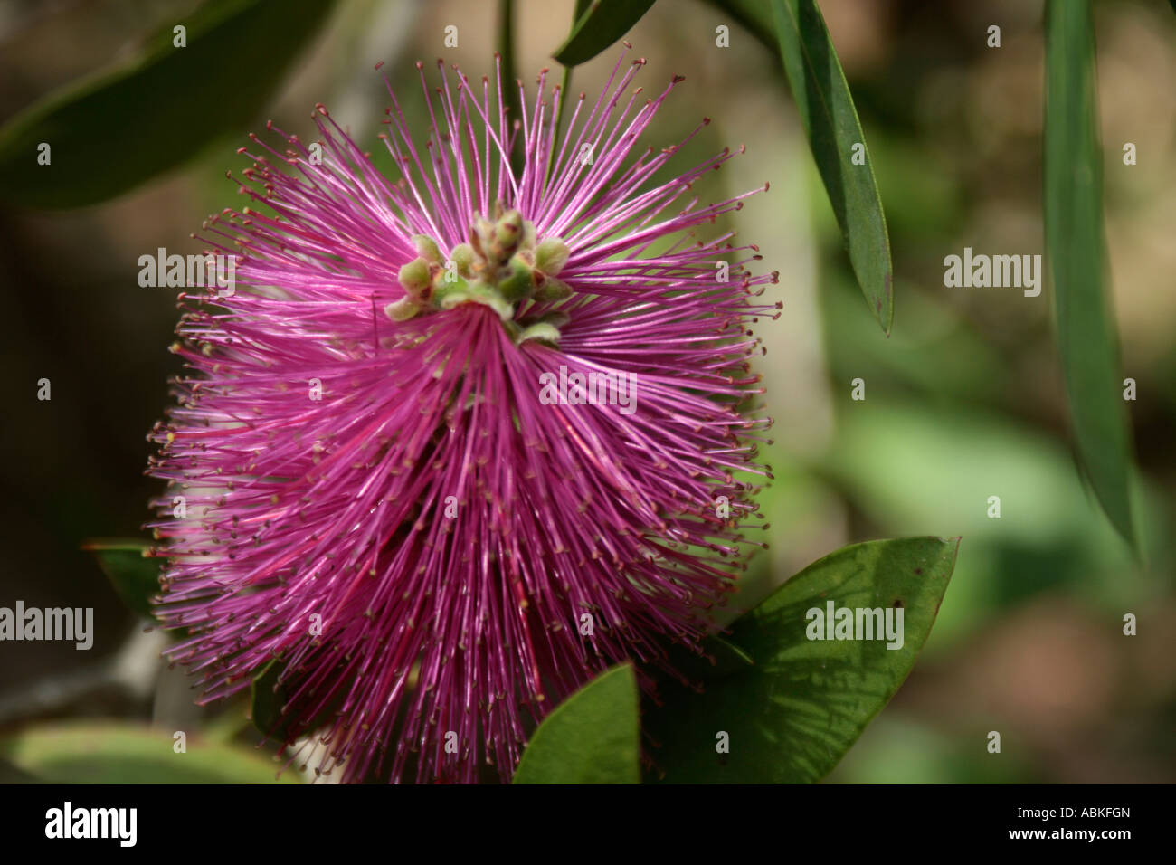 Rosa Distel Stockfoto