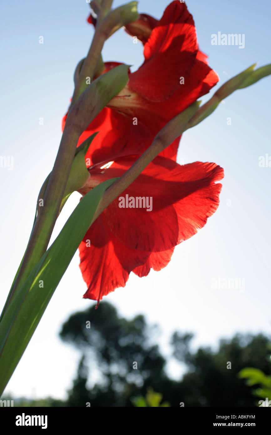 Gladolia rote Blütenblätter mit Licht strömt durch Stockfoto