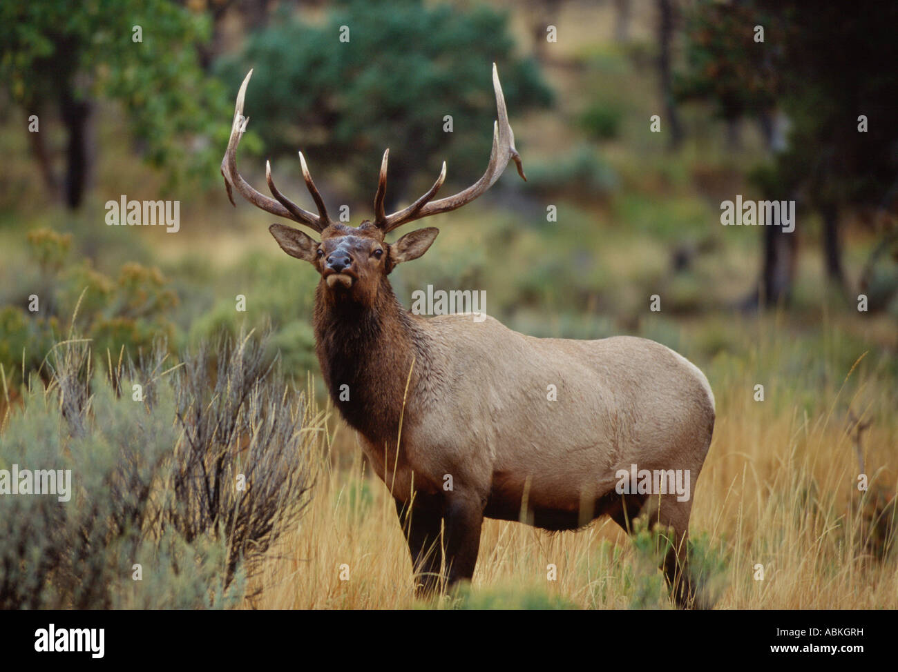 Großen Stier Elch im jährlichen Herbst in Wiese stolzieren rut Yellowstone National Park in Wyoming USA Stockfoto