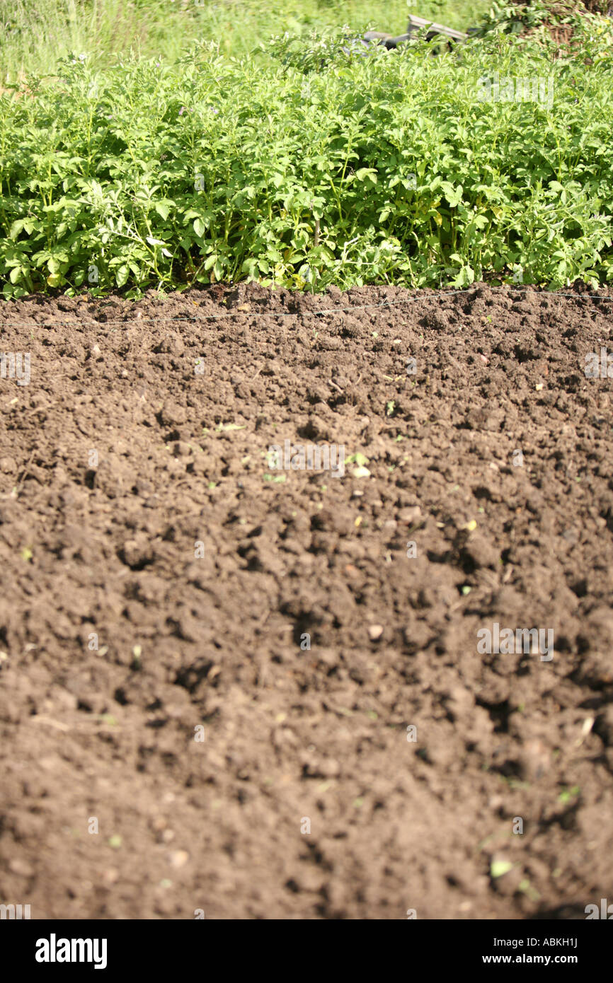 Schrebergarten grub Erde mit grüner Vegetation an Spitze. Hintergrundbild Stockfoto