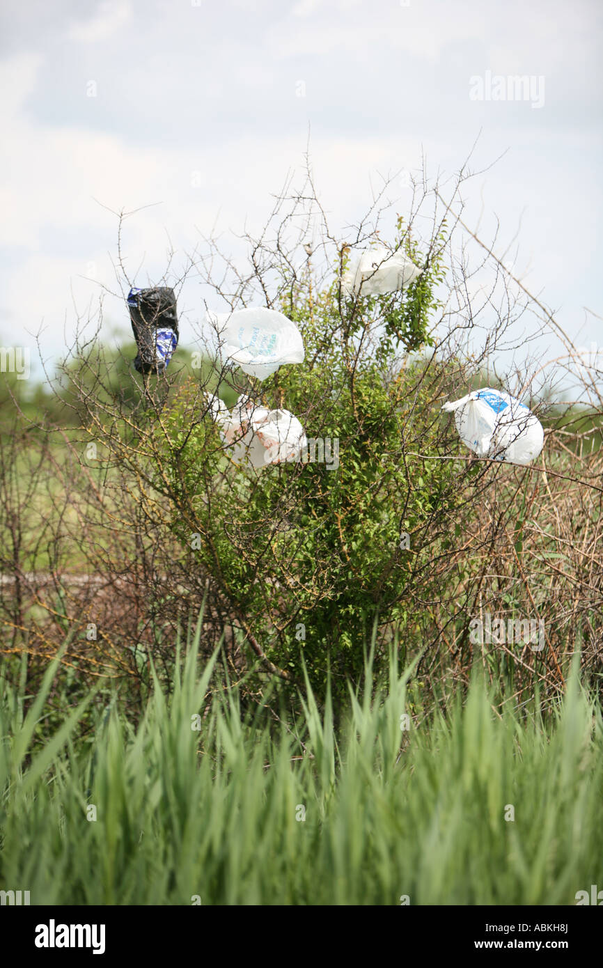 Bush-Baum mit Plastiktüten gefangen in den Ästen.  Umwelt-Image von Plastikverschmutzung Stockfoto