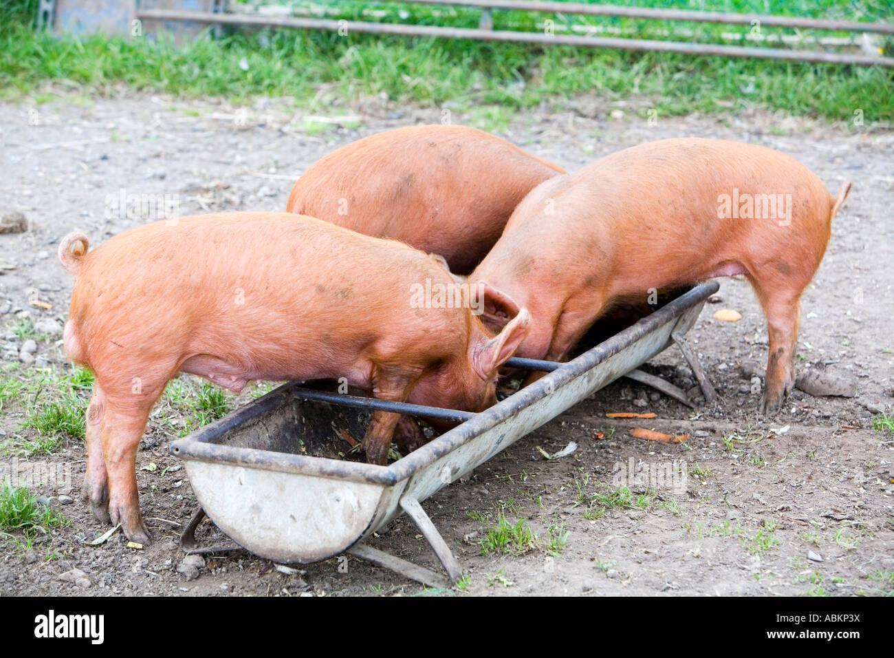Schweine am trog -Fotos und -Bildmaterial in hoher Auflösung – Alamy