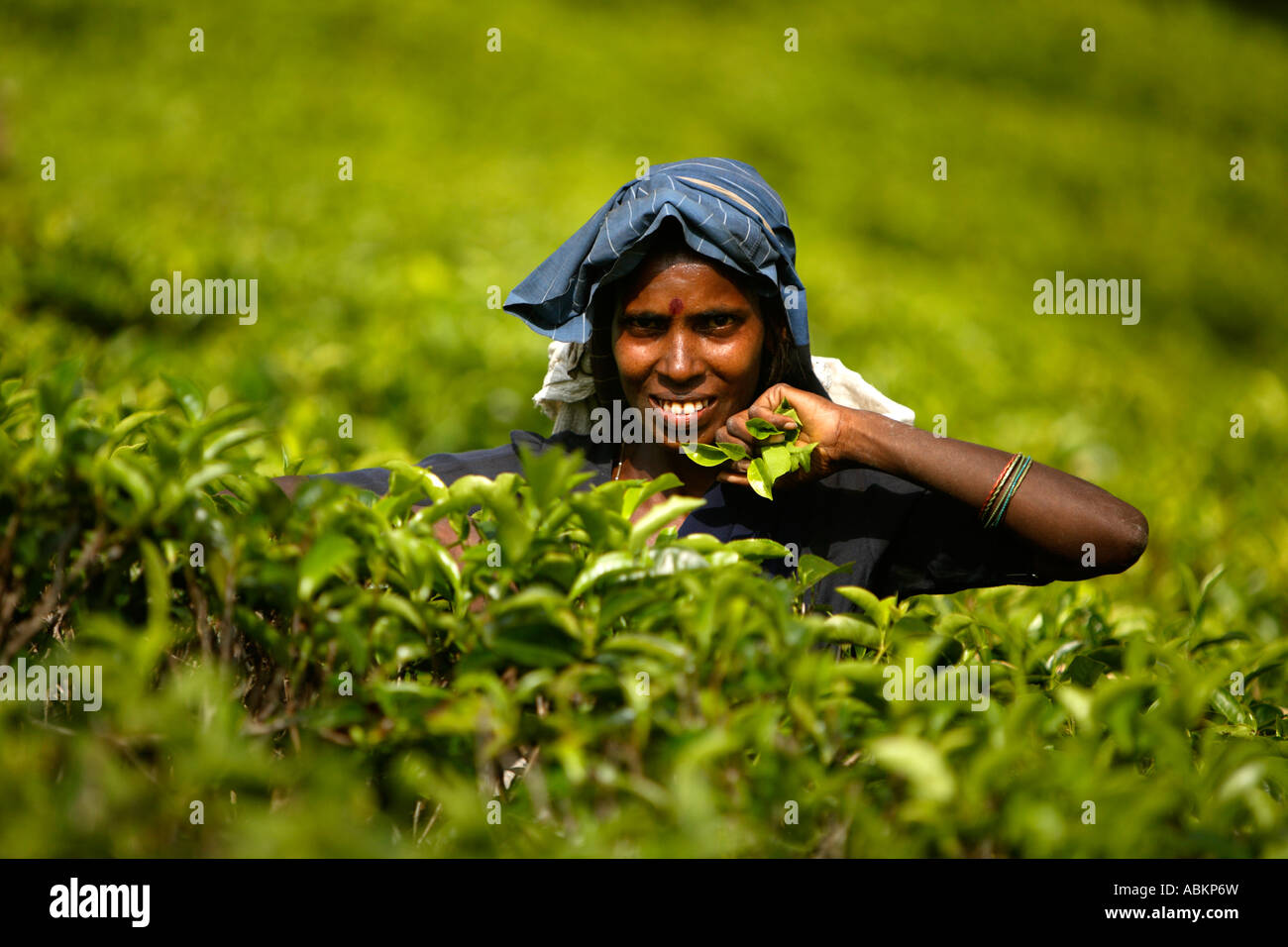 Tee, Kommissionierung, Watawala Bereich in der Nähe von Hatton Central Province, Sri Lanka, Asien Stockfoto