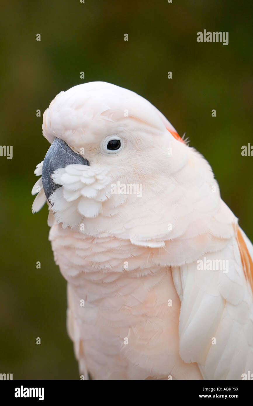 Blass rosa gefangen Papagei Sittich Stockfoto